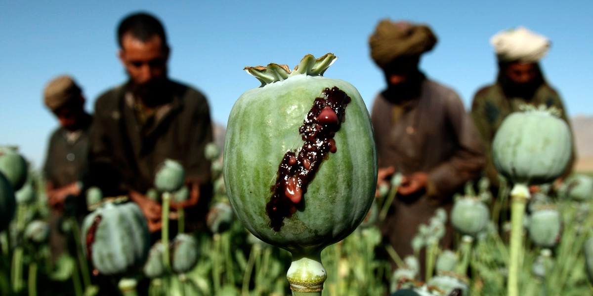 Opium production has set another record in Afghanistan — here's where it increased the most