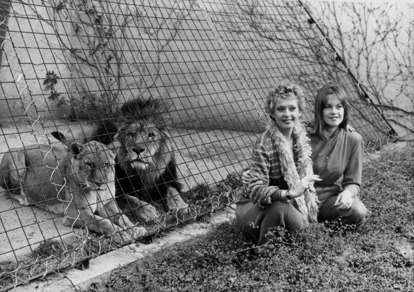 Tippi Hedren i Melanie Griffith promują "Ryk" w Nowym Jorku, 1982 r.