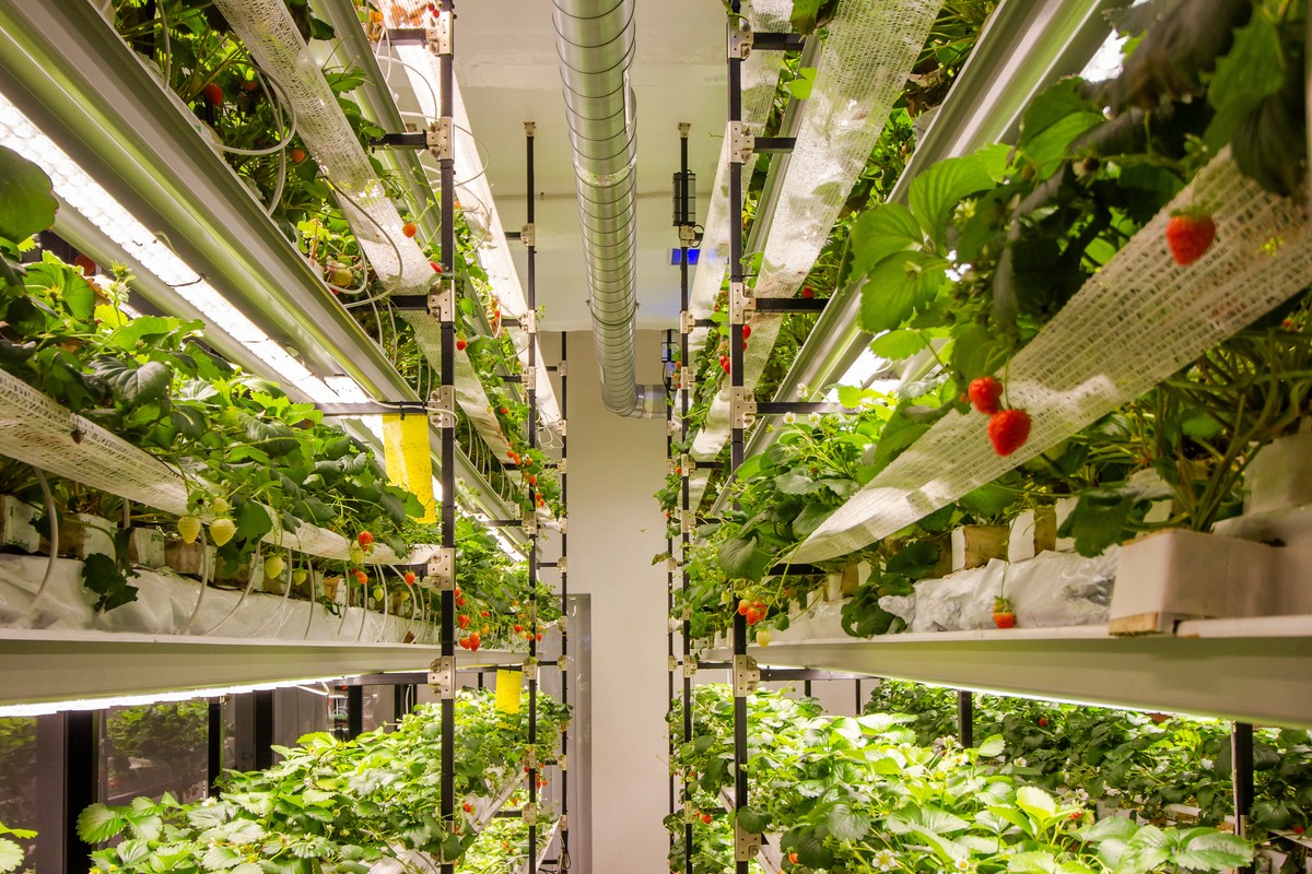 Sałata z biurowca pięć razy droższa niż z pola. Czy rolnictwo miejskie ma sens?