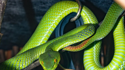 A Harry Potter egyik legendás alakja után neveztek el egy kígyófajt