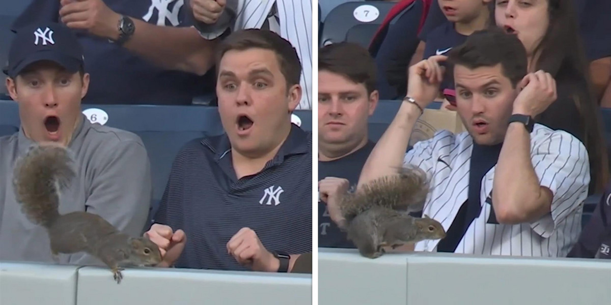 Wiewiórka przerwała mecz MLB. 