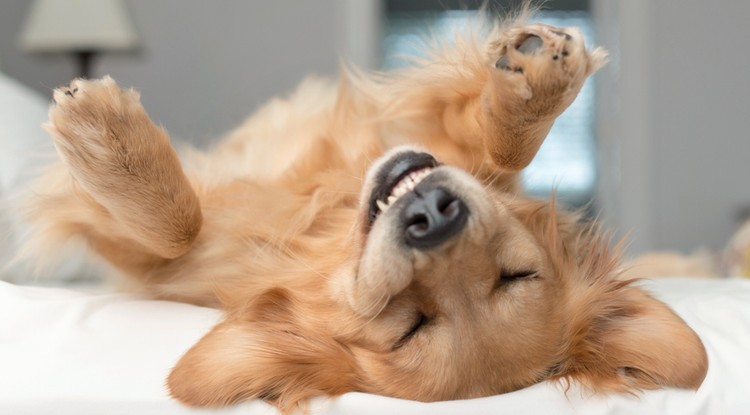 13 jel, ami arra utal, hogy a kutyád boldog Fotó: Getty Images