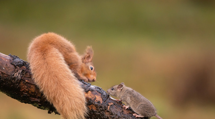 A mókus csendesen becserkészte a gyűjtőterületére tévedő patkányt /Fotó: Northfoto