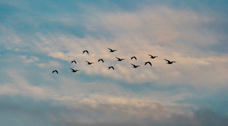 Különleges madarat fogtak el Szegeden / Fotó: Pexels