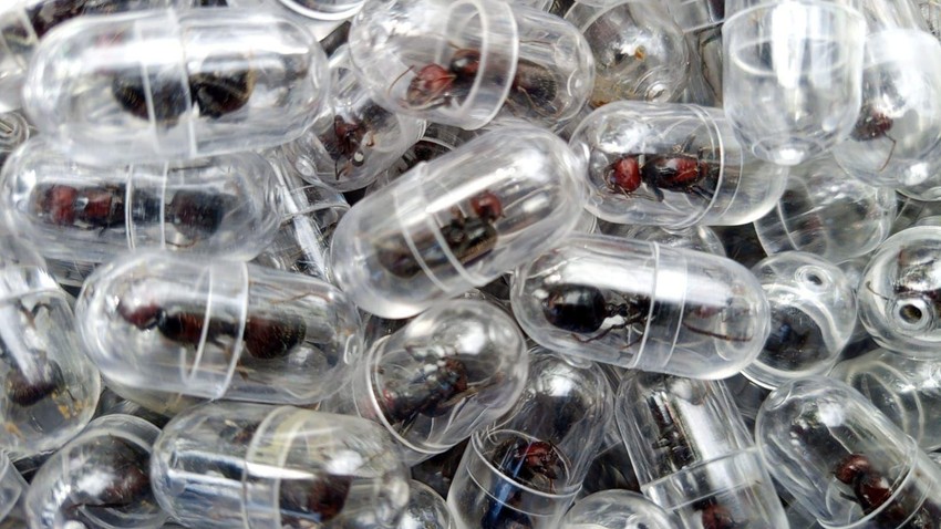 Velika pošiljka živih mrava pronađena je u prtljagu na aerodromu u Najrobiju, a odredište je bila Kina | Foto: KWS