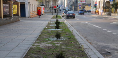 Szkło ma chronić sadzonki przed zwierzętami? Co to za pomysł?!