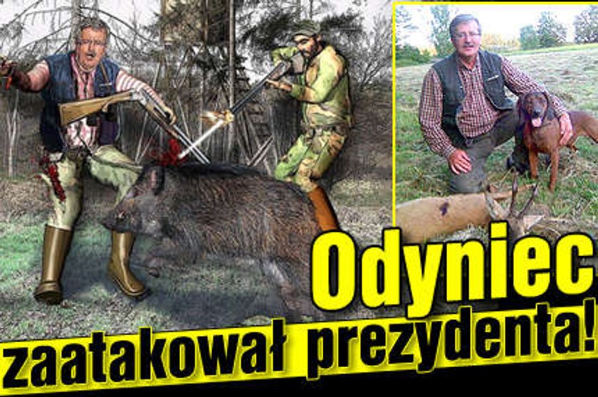 Odyniec zaatakował prezydenta