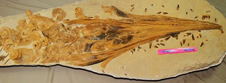 Kosti ihtiosaurusa sada se čuvaju u muzeju