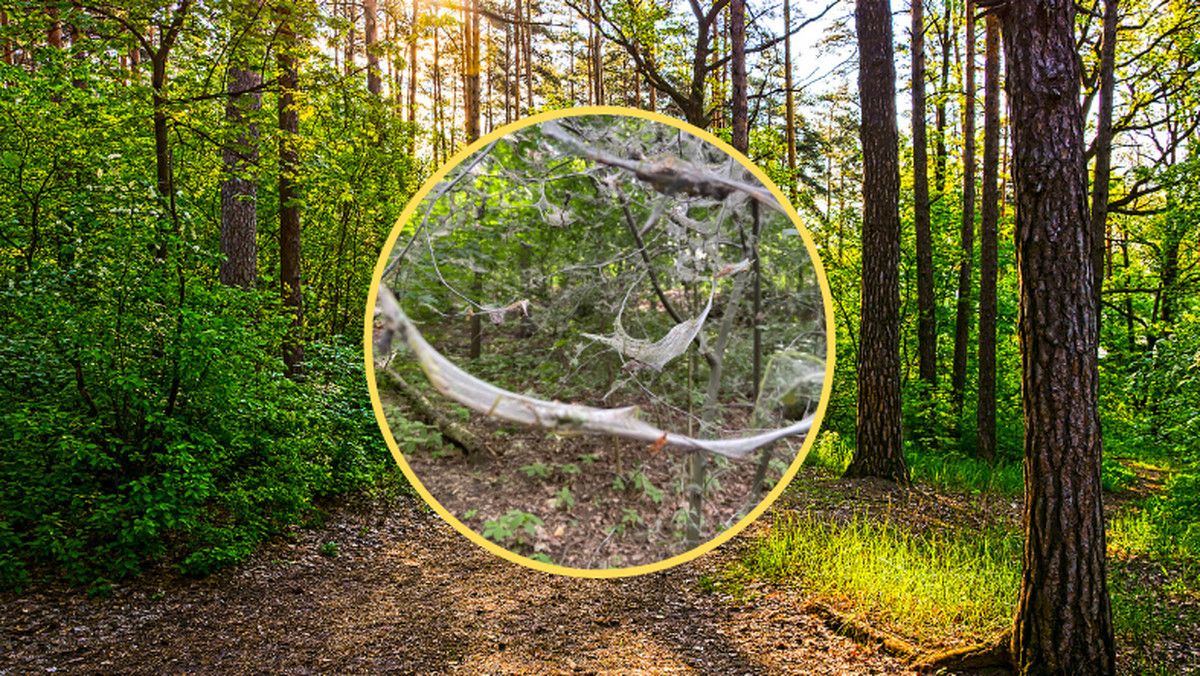 Widok jak z horroru. Tajemnicza pajęczyna oblepiła drzewa w lasach