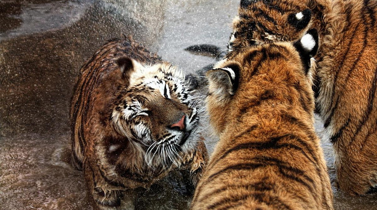 pancsoltak a gyöngyösi állatkert tigrisei