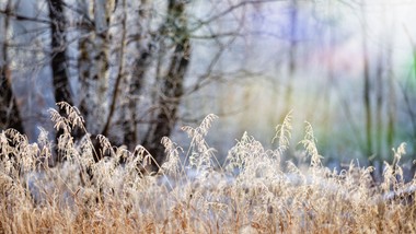nawet 2400 zł do hektara dla sadowników. do kiedy można składać wniosk