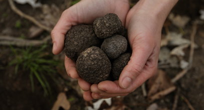 "Czarne diamenty" rosną w Polsce! Za 100 gramów płacą wielkie pieniądze