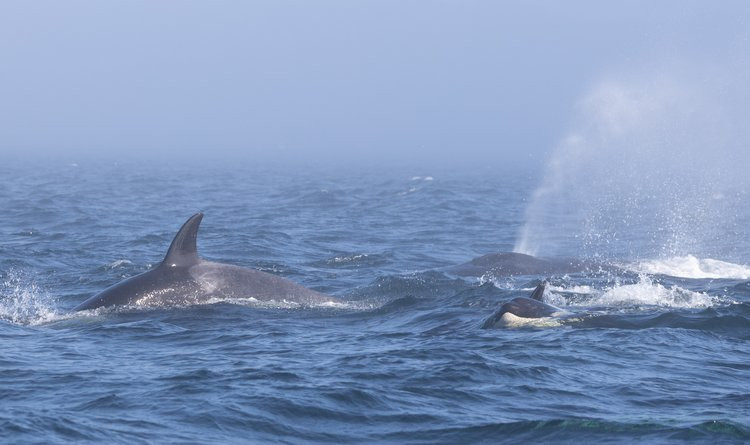 Przyrodnicy z Pacific Whale Watch Association sfilmowali bójkę orek z humbakami