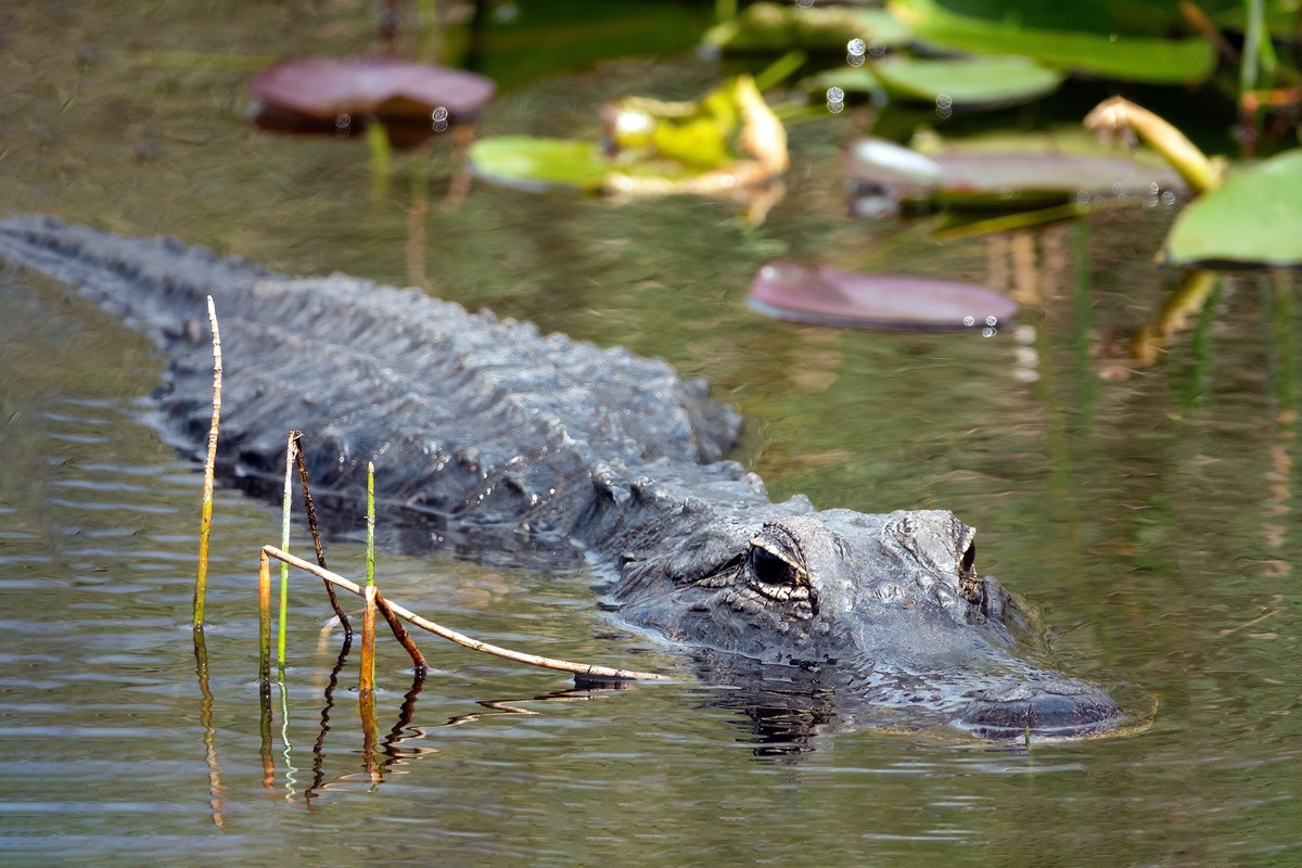 Ośrodek detencyjny miałby powstać w samym środku mokradeł Everglades