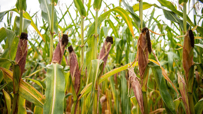 A rendszerváltás óta nem volt ilyen: ukrán import kukorica menti meg a magyar mezőgazdaságot