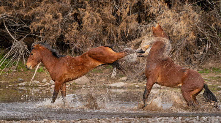 A szilaj arizonai vadló elhárította a csődör közeledését. /Fotó: Northfoto