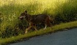 Przebadali wilka, który pogryzł dzieci. Zaskakujące wyniki sekcji