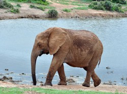 Czterem słoniom grozi śmierć głdowa. Przez unijne prawo
