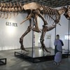Skelet tiranosaurus reksa „Gas“