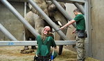 Słonie trenują w zoo