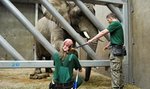 Słonie trenują w zoo