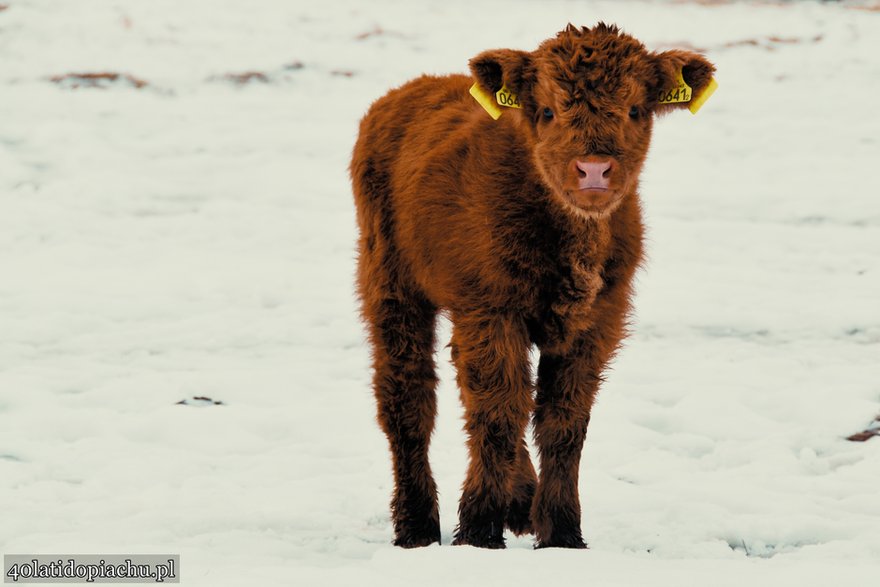 Highland Cattle