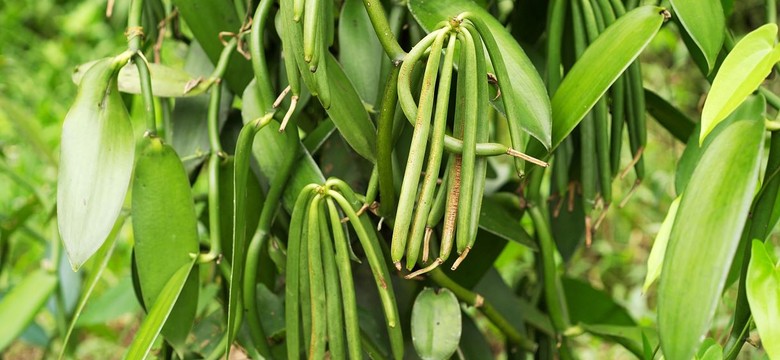 QUIZ Jak rośnie ta roślina? Pytania łatwe tylko pozornie