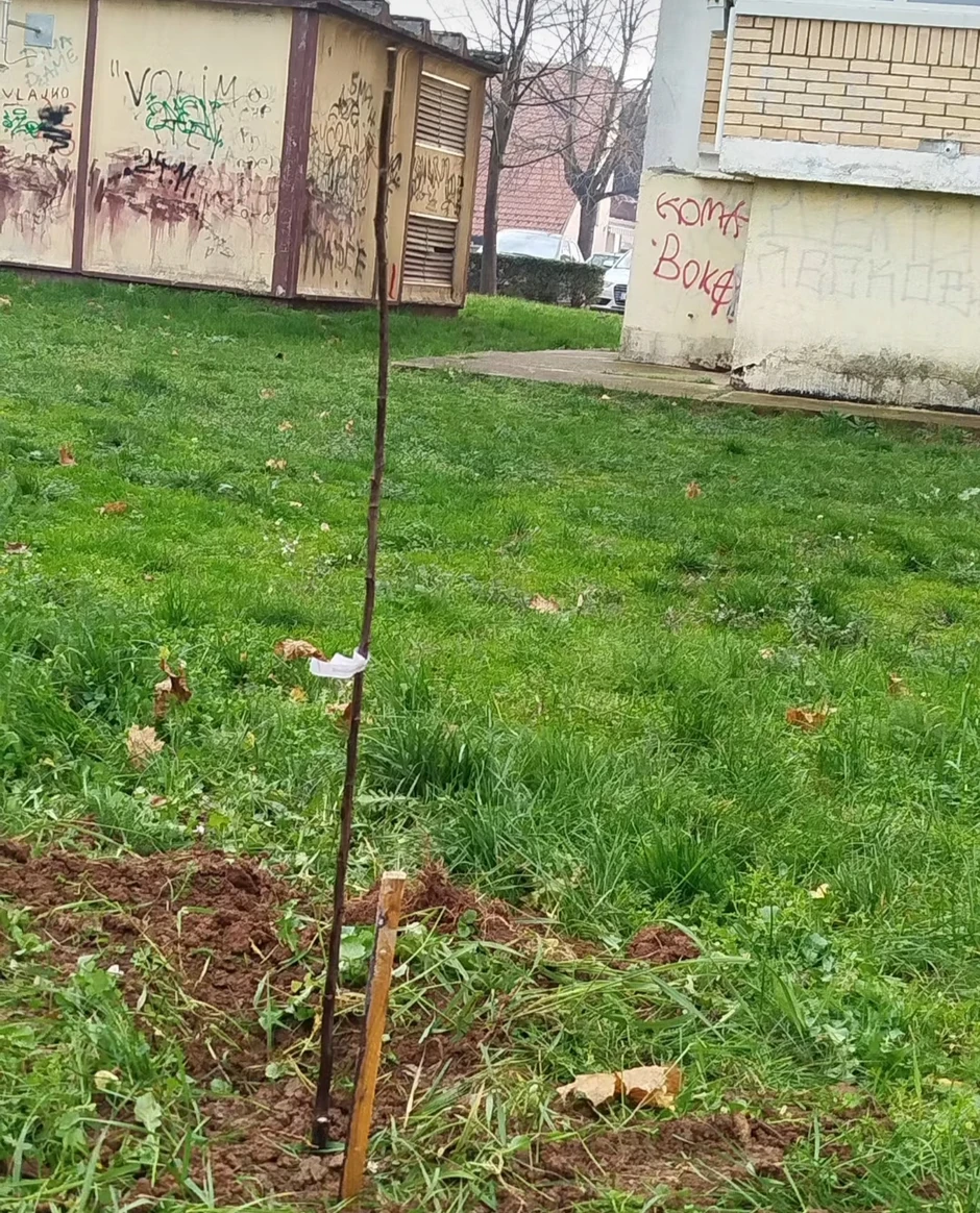 Drvo koje je Nikola posadio u stambenom bloku
