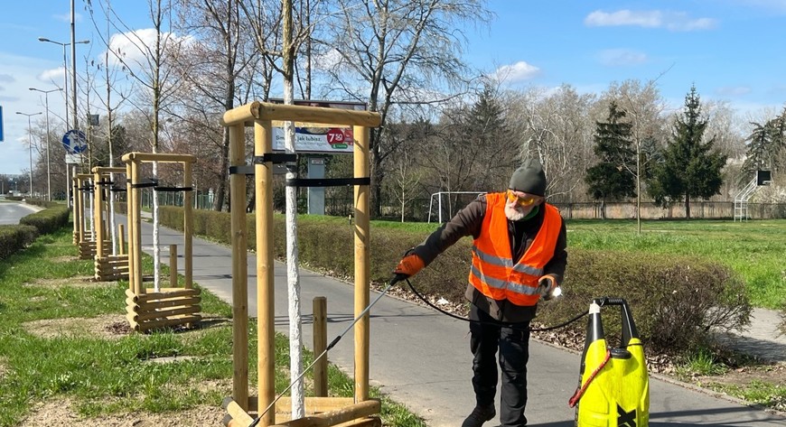 Arborysta w akcji na ul Lotniczej