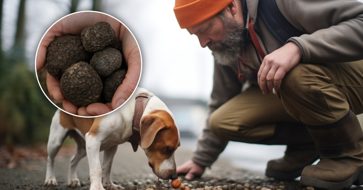 Jak trafić na trufle warte majątek? Ekspert zdradza: tu szpadel nie pomoże