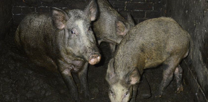 Alarm! Afrykański pomór świń już w Polsce