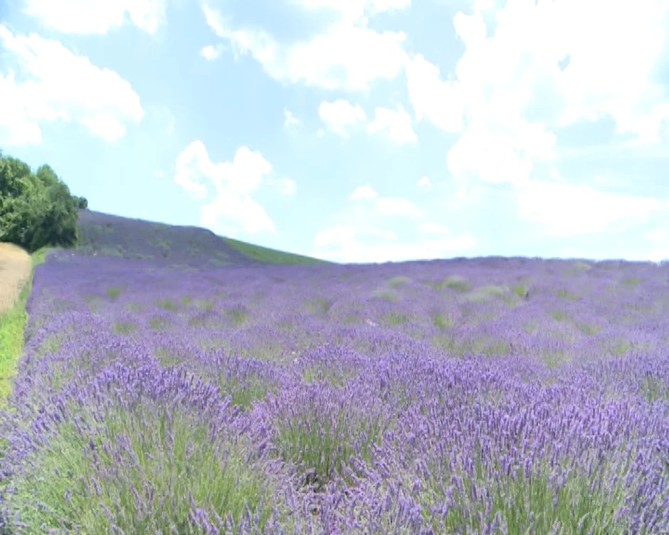 Polja lavande u Bukovcu