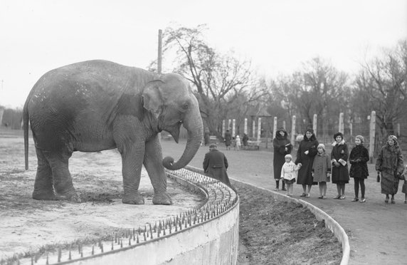 Słoń na wybiegu warszawskiego zoo (fot. Narcyz Witczak-Witaczyński, 1933, domena publiczna).