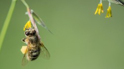 Film "Dzikie pszczoły" zwycięzcą Festiwalu Filmów Przyrodniczych im. W. Puchalskiego