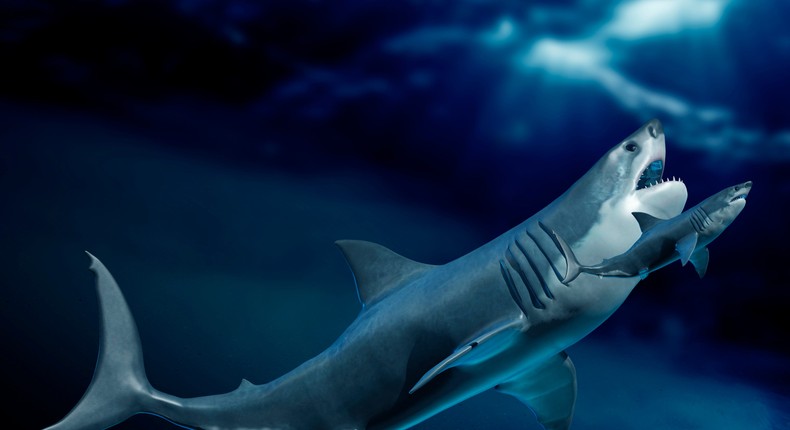 An artist's rendering of a prehistoric megalodon alongside a great white shark.