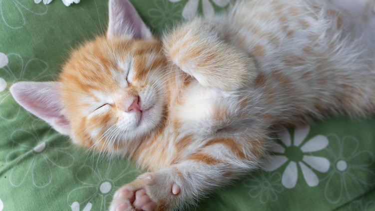 macska testbeszéd fül farok