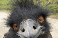 Emu