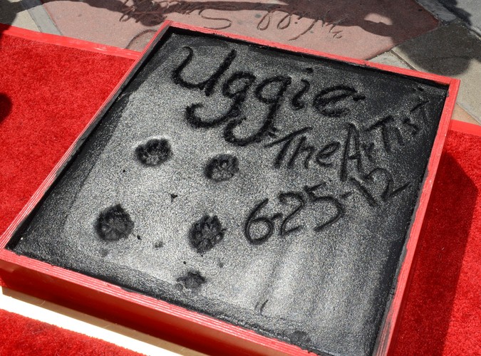 Uggie odcisnął łapy w hollywoodzkiej Alei Sław