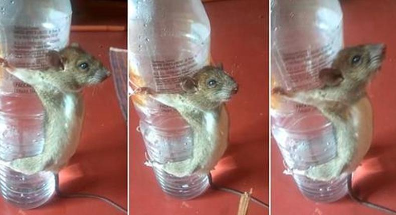 This is how angry man punished rat for chewing his phone charger