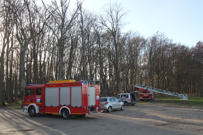 Chcieli ściągnąć z drzewa borsuka. Okazało się, że to jenot