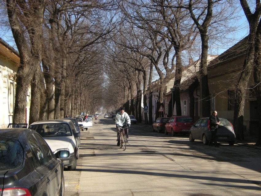 Stara stabla opasna za prolaznike i automobile