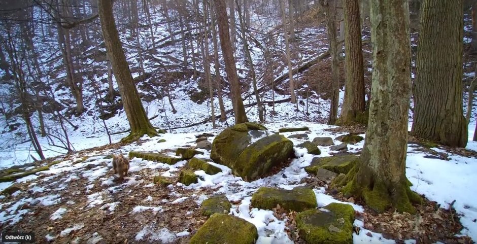 „Ścieżka Hochbergów”