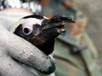 WARSZAWA ZOO PINGWIN REKONSTRUKCJA ZŁAMANEGO DZIOBA (pingwin z uszkodzonym dziobem)