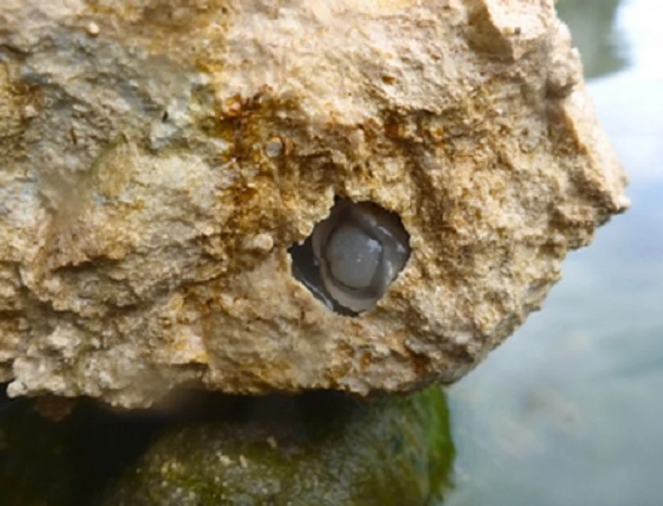 Novootkriveni crv viri iz kamena