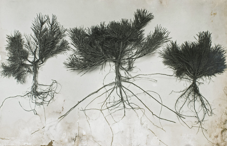 Młode sosny wyrwane z korzeniami przez wiatr zawiewający od strony wydm (1924, Kampinoski Park Narodowy)
