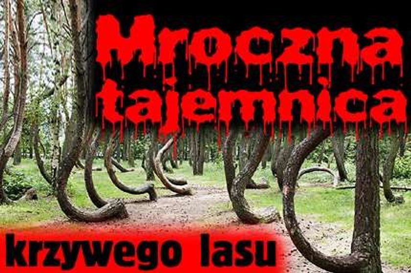 Mroczna tajemnica krzywego lasu