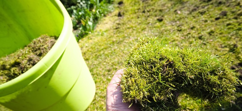 Rozsyp to na trawniku, mech nie będzie już Twoim problemem