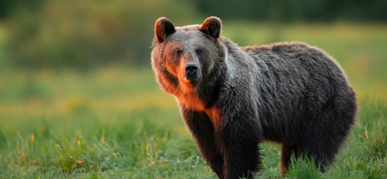 Co robią teraz tatrzańskie niedźwiedzie? "Przede wszystkim jedzą"