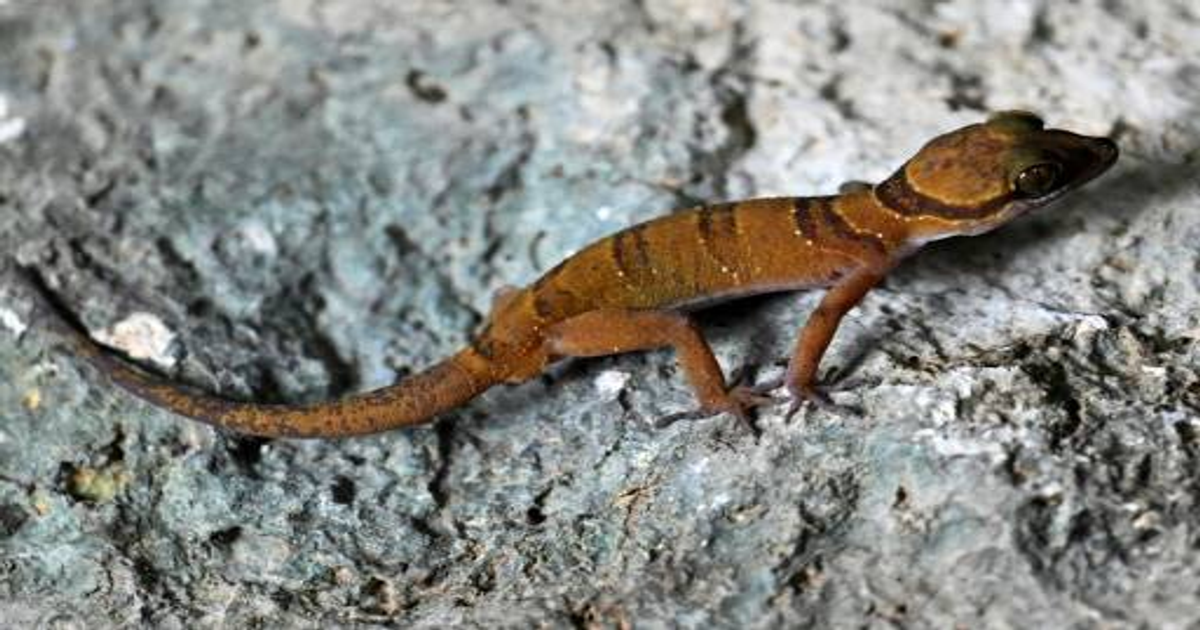 Cambodge : 3 nouvelles espèces de geckos découvertes en une nuit