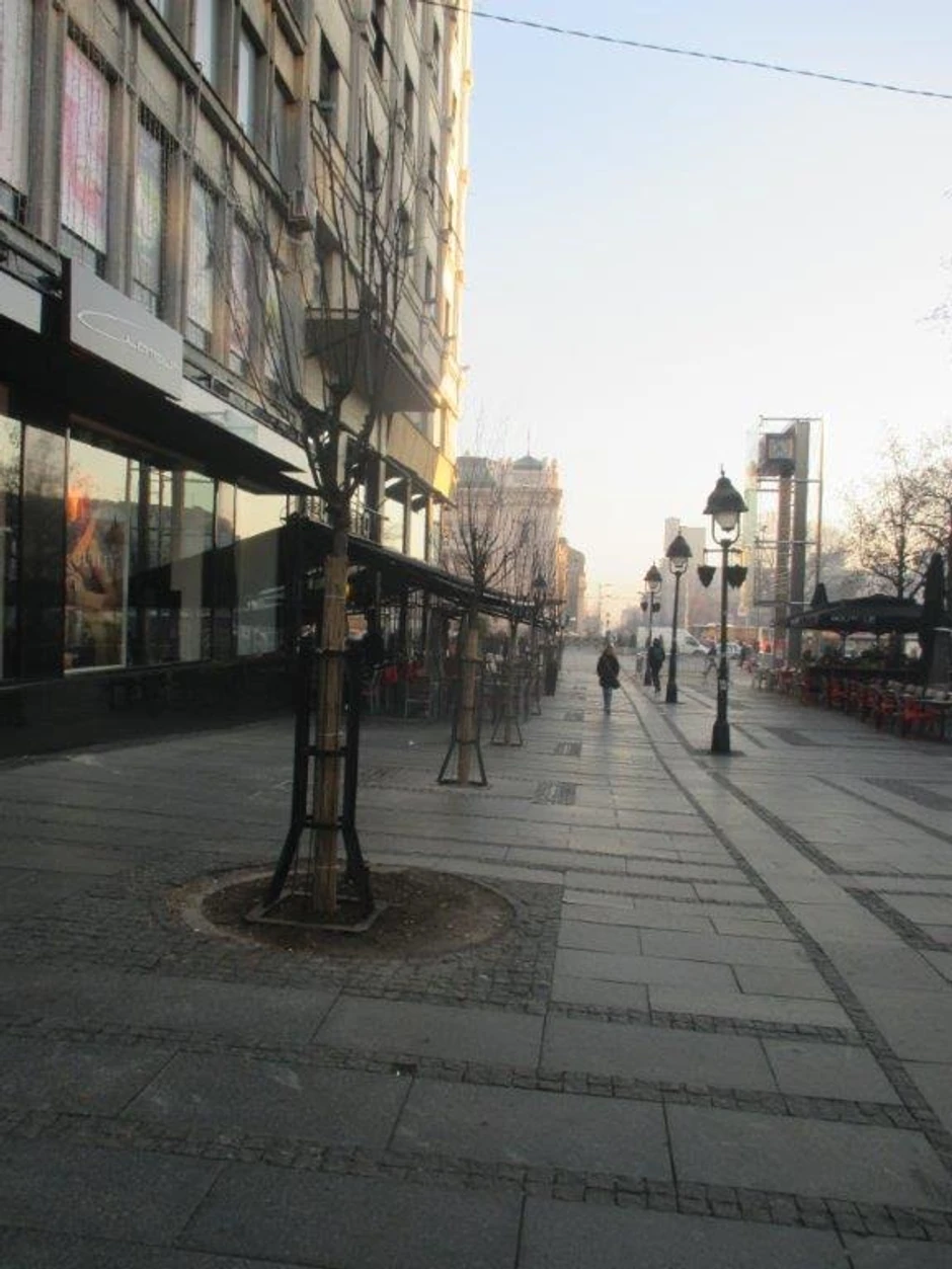 Tek zasađeno drveće